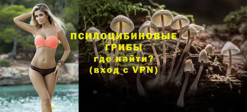 что такое   Таруса  Галлюциногенные грибы MAGIC MUSHROOMS 